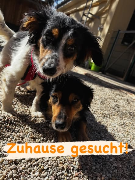 2 wundervolle Hunde suchen ein Zuhause